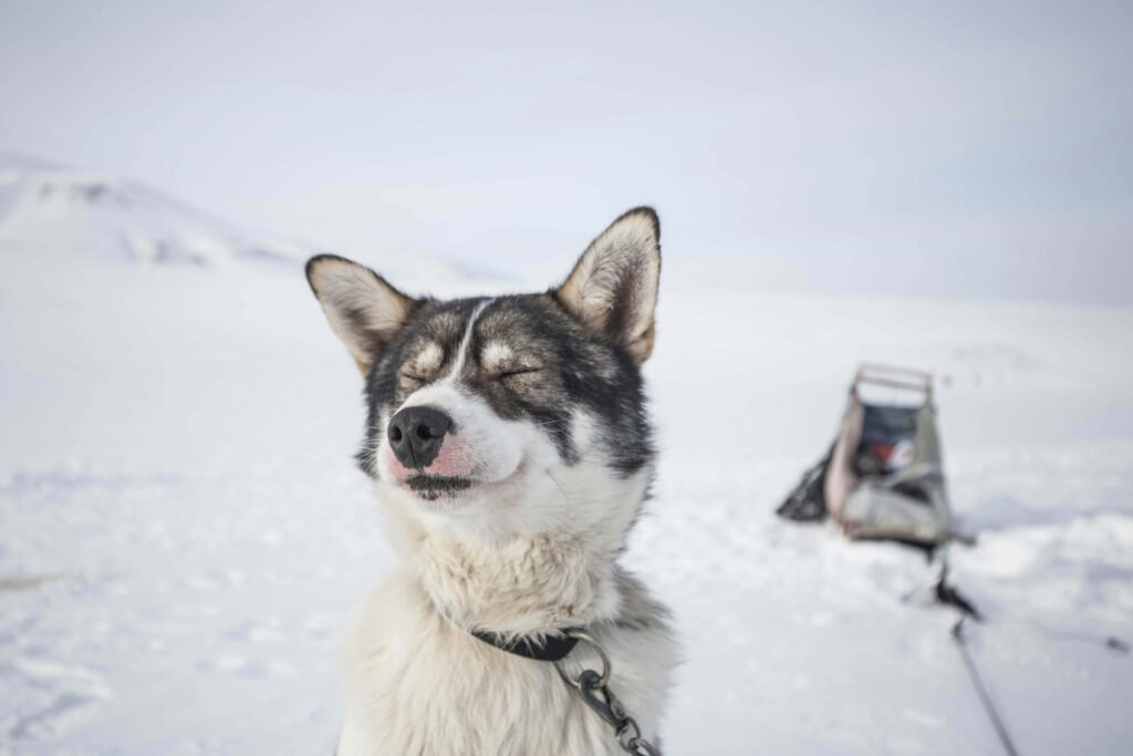 Dog Breeds That Look Like Wolves: Best 7 Expert Tips!