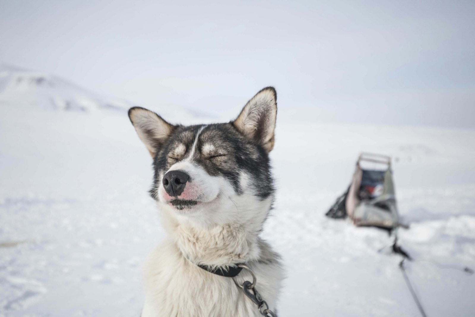 Dog Breeds That Look Like Wolves: Best 7 Expert Tips!