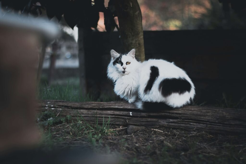 Cat Face Swollen: Best 7 Expert Tips!