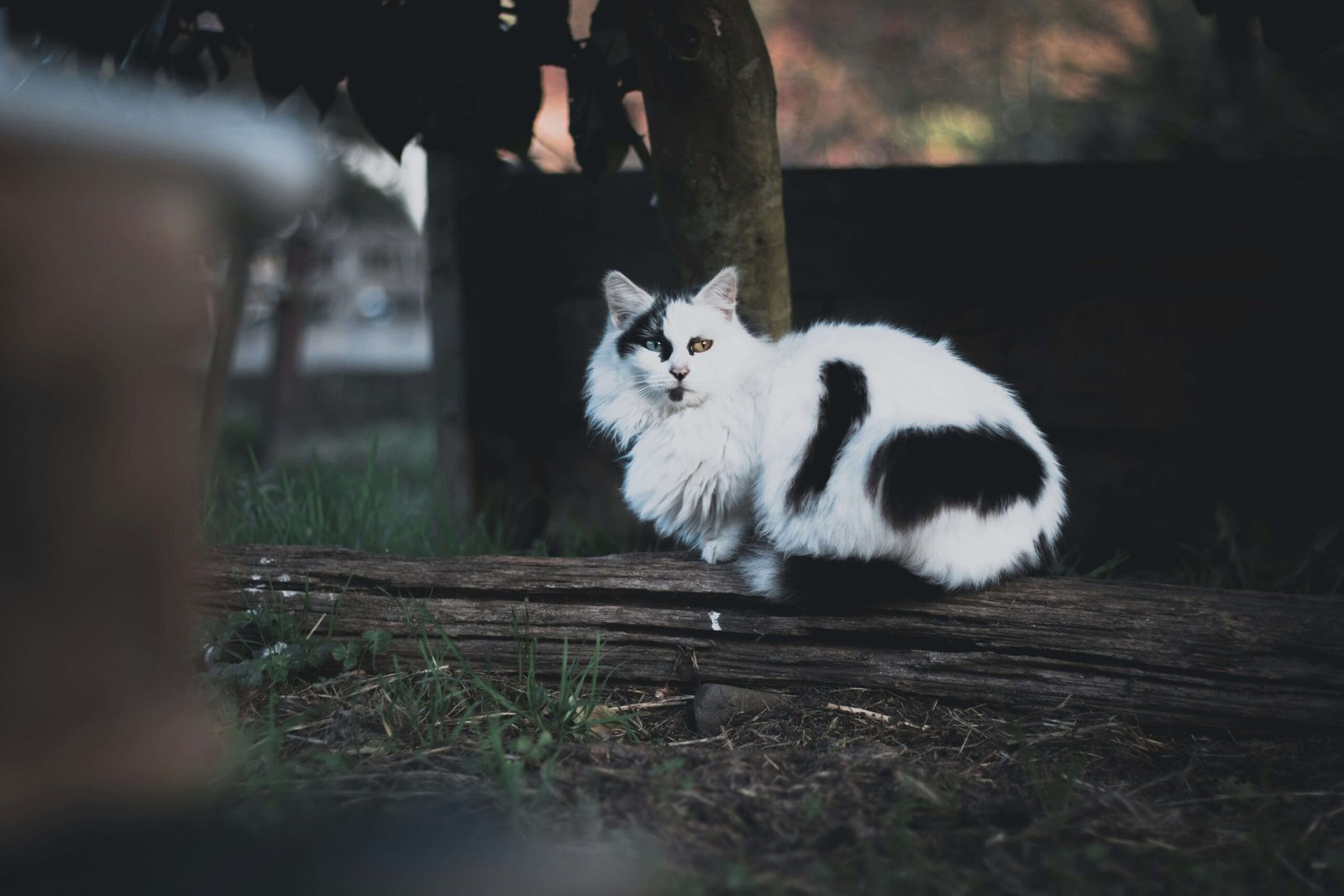 Cat Face Swollen: Best 7 Expert Tips!