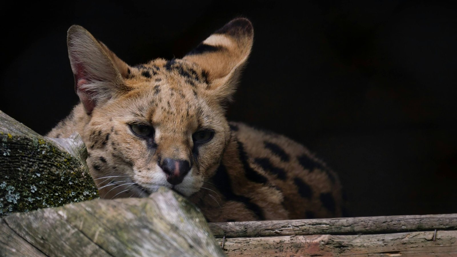 Exploring the Cost of Owning a Serval Cat: Best 7 Tips!