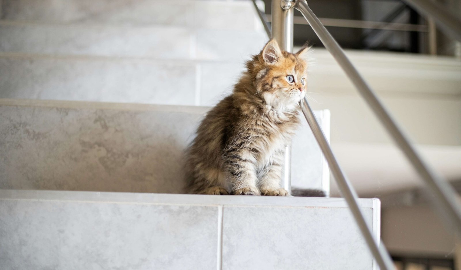 Cat Broken Toe: Best 7 Expert Tips!