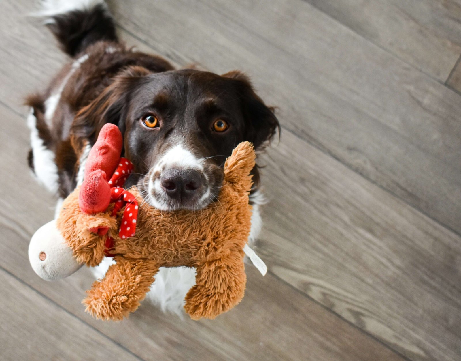 Why Do Dog Toys Squeak? Best 7 Expert Tips!