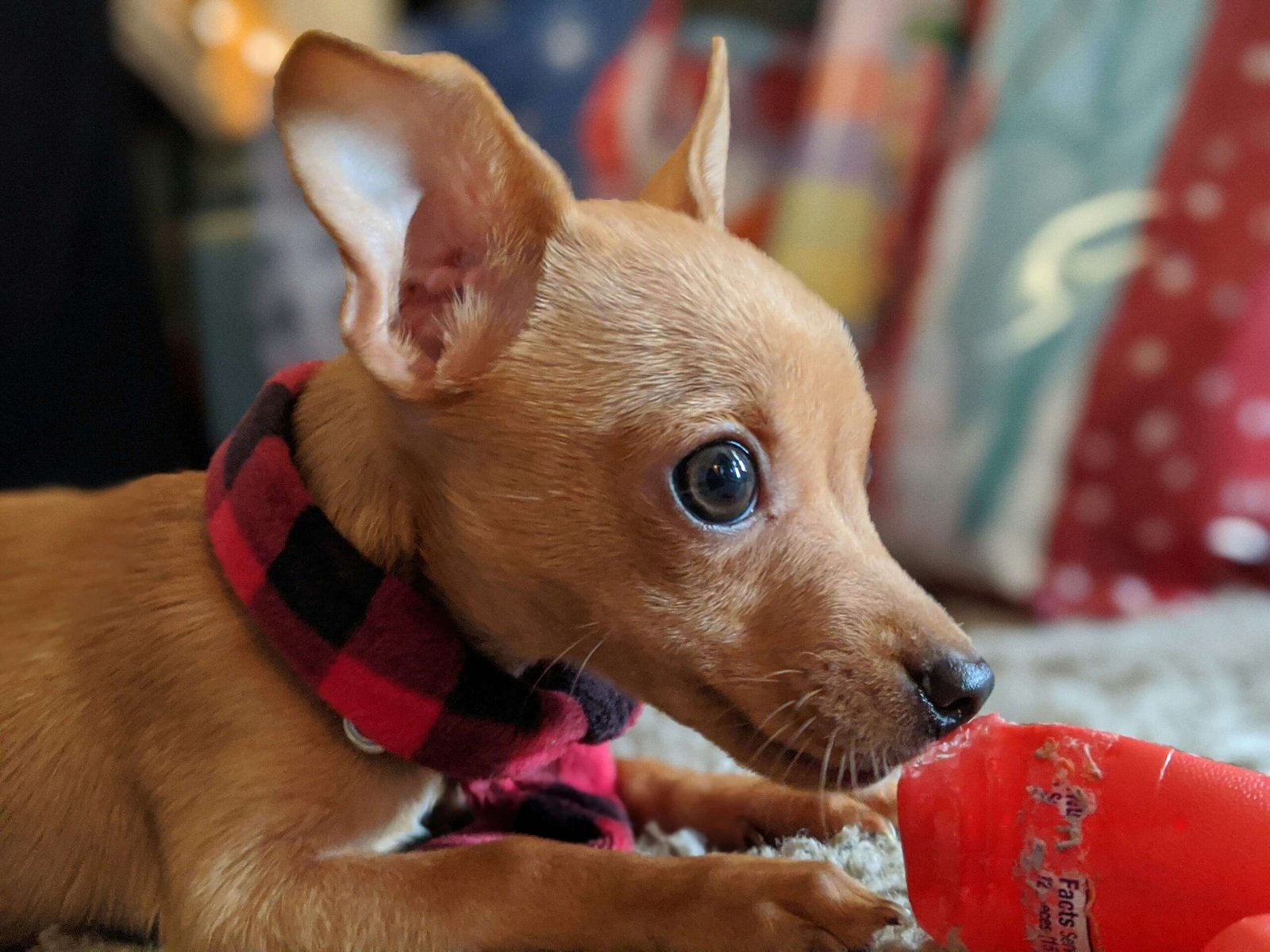 Yellow Mucus in Dog Poop: Best 7 Expert Tips!