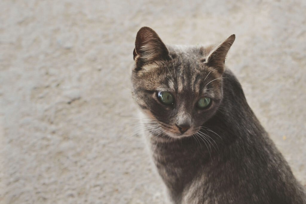 Why Does My Cat Keep Peeing on the Carpet? Best 7 Tips!