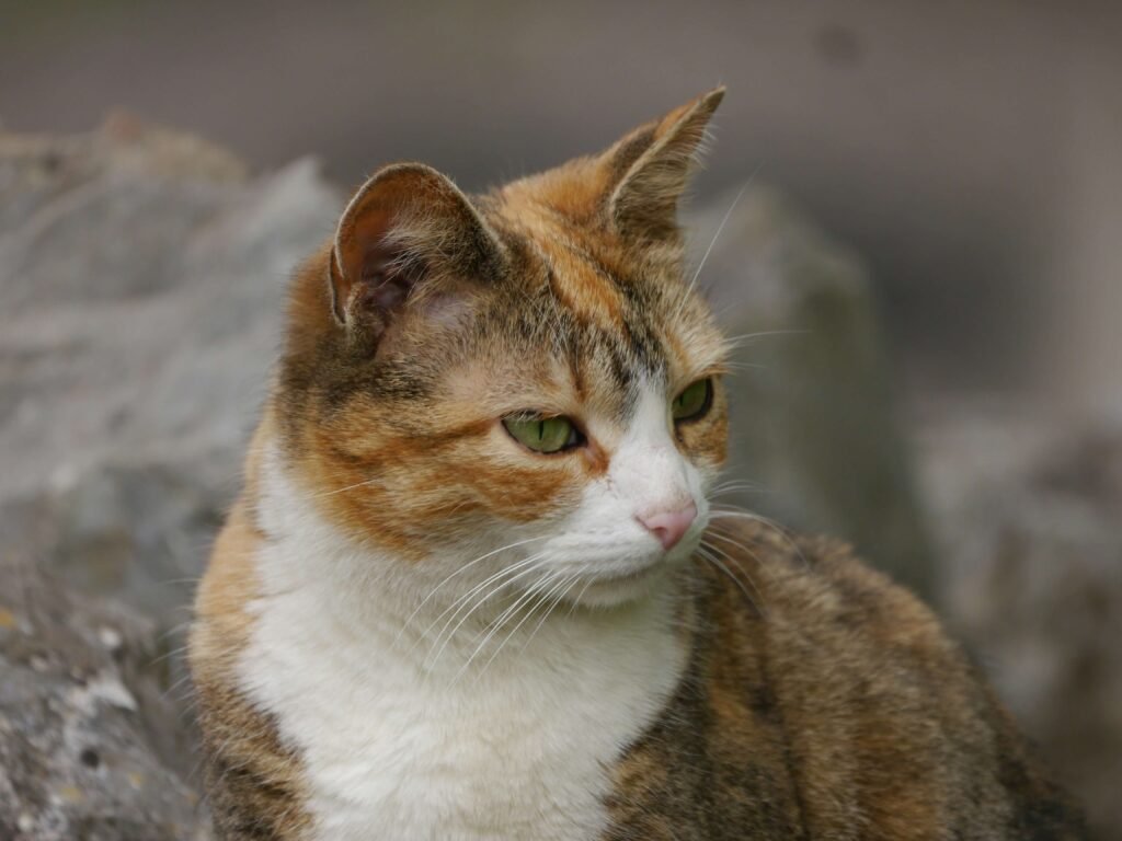 The Importance of Cat-Safe Plants: Best 7 Expert Tips!