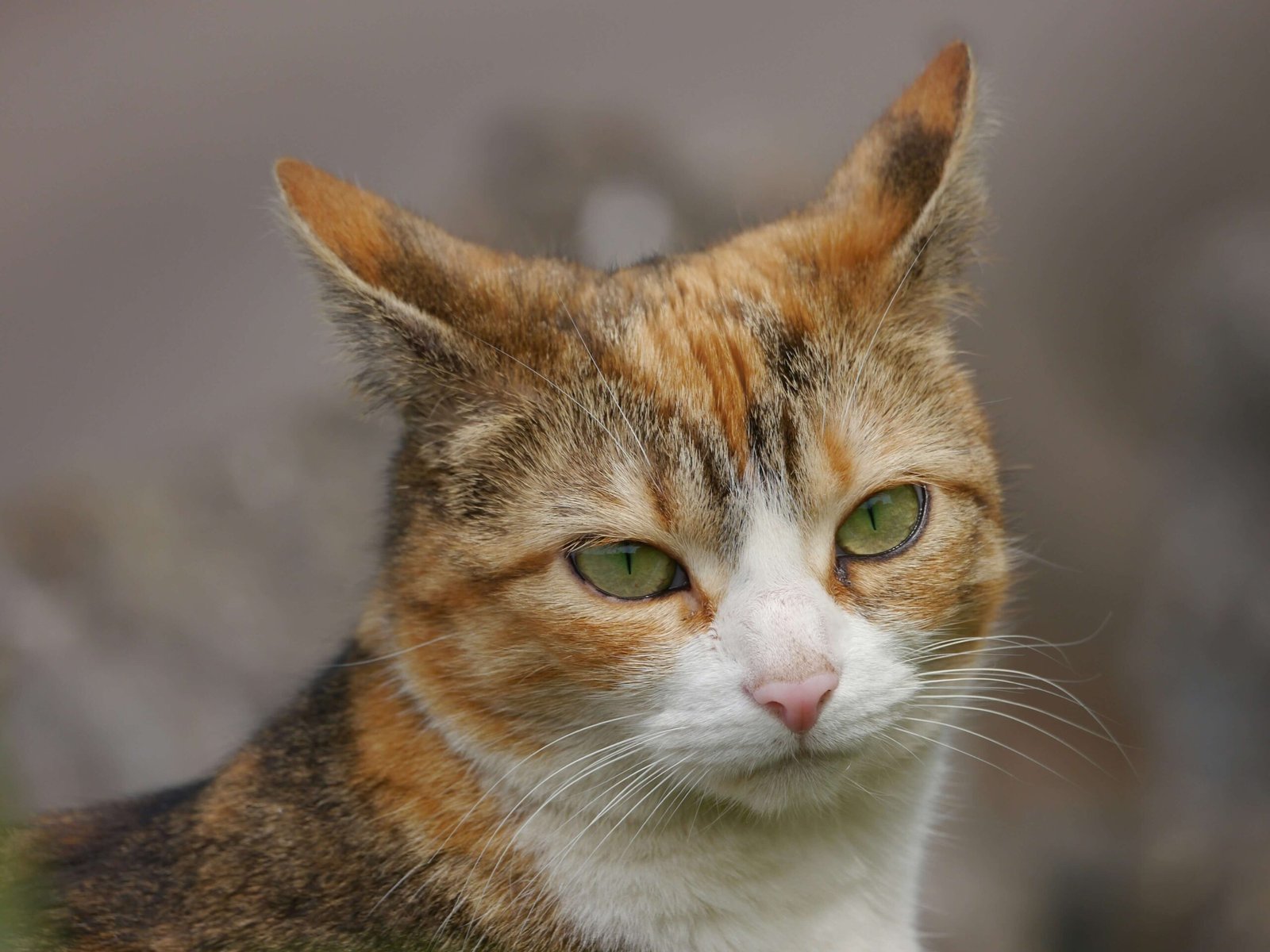 What Does a Cats Tail Twitching Really Mean? Best 7 Tips!