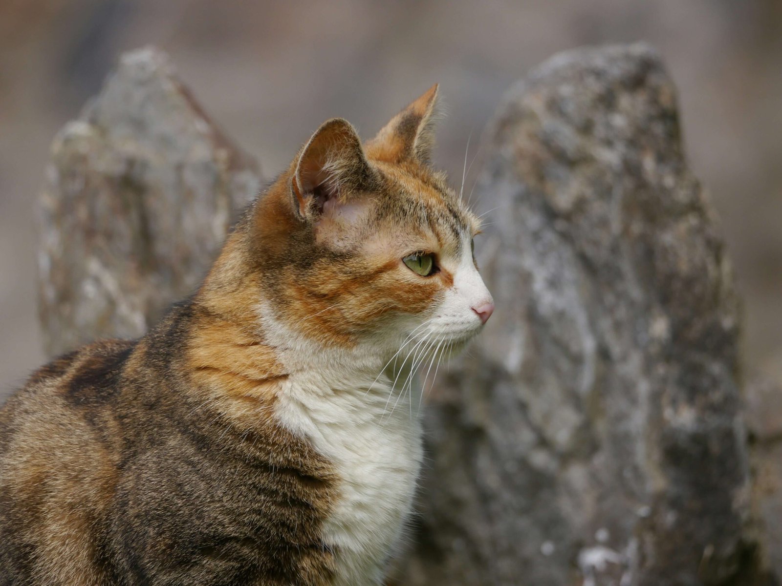 How to Train a Cat to Sit: Best 7 Expert Tips!