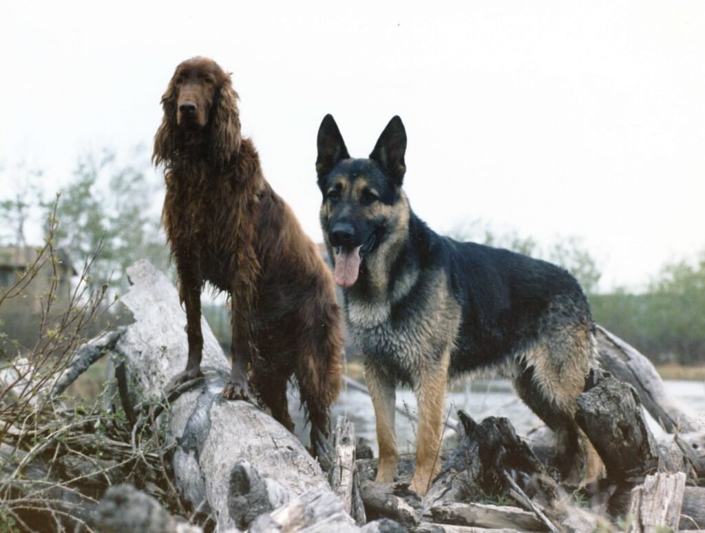 Why Does My Dog Gag After Drinking Water? Best 7 Tips!