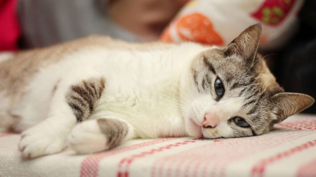Understanding Your Cats Blood Test Results: Best 7 Tips!