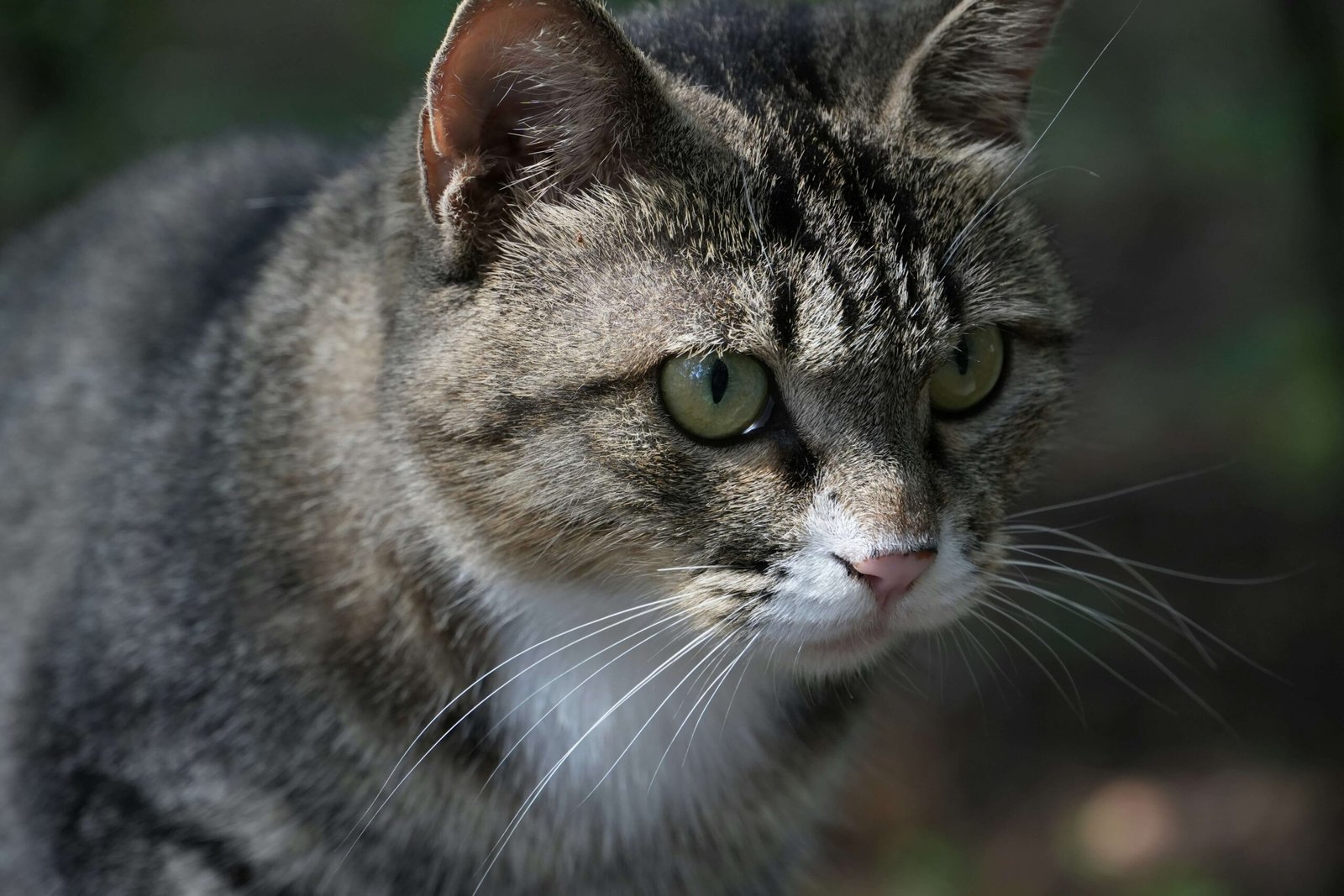 Hard Lump in a Cats Lower Abdomen: Best 7 Expert Tips!