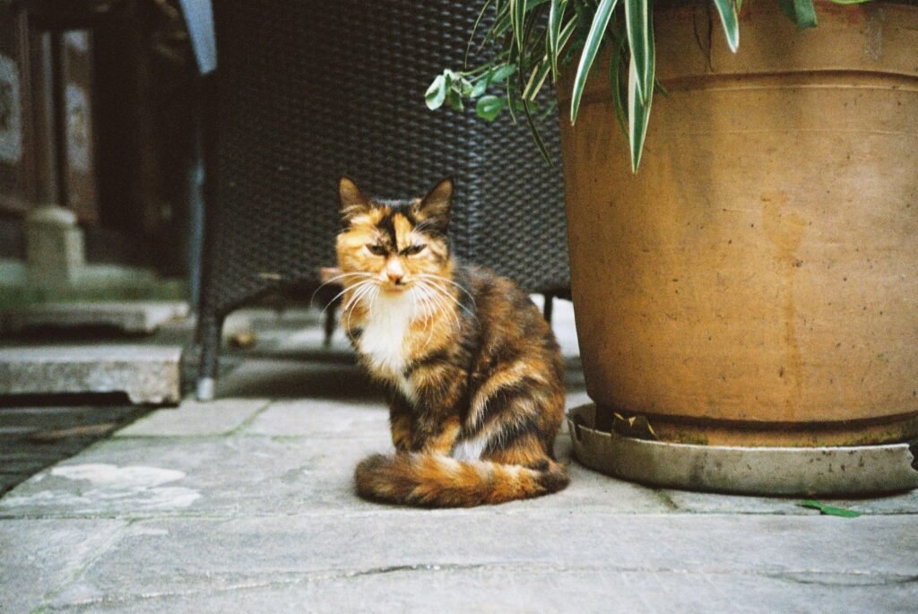 Is My Cat Depressed? Best 7 Health Tips!