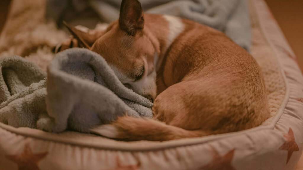 Home Remedies for Dog Difficulty Breathing: Best 7 Tips!