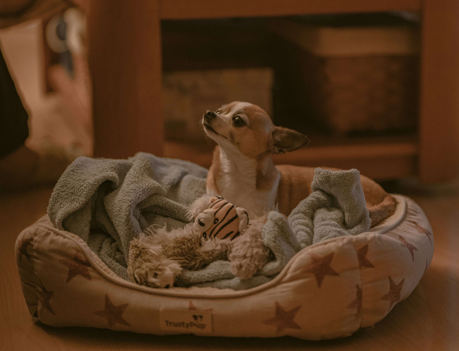 How Long Does a Dog Hold a Grudge? Best 7 Expert Tips!