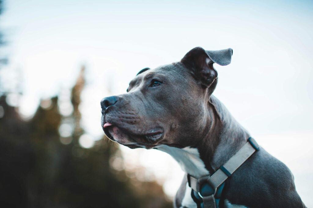 Understanding Ovarian Remnant Syndrome in Dogs: Best 7 Tips!