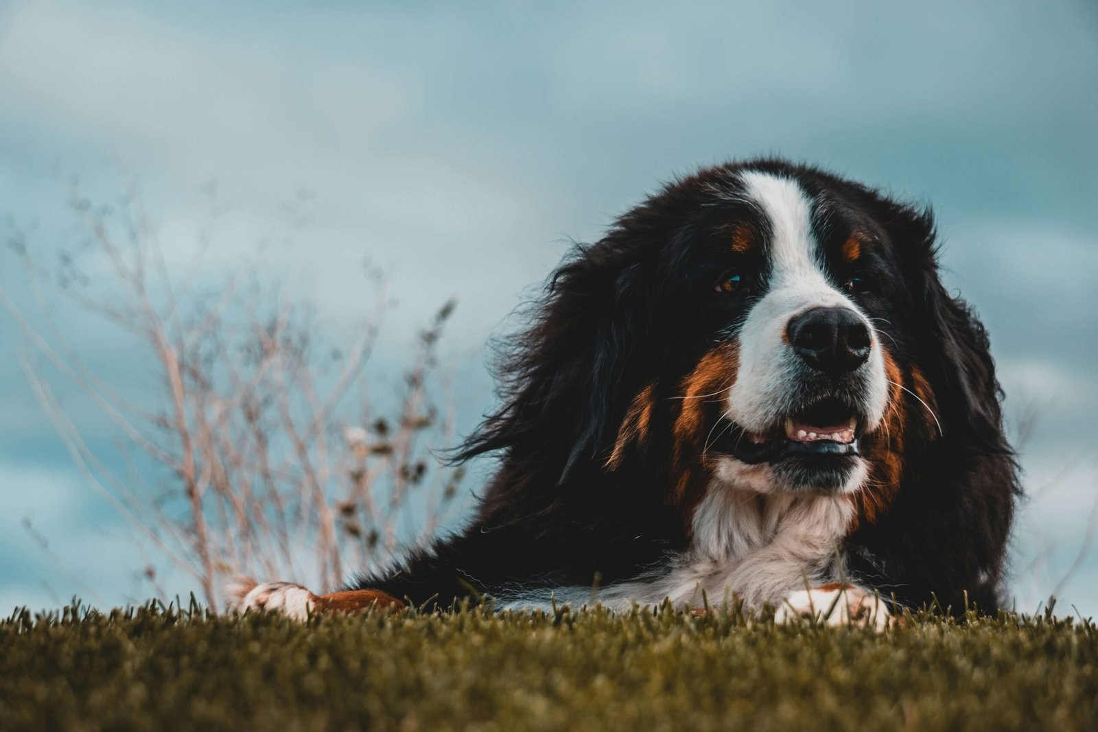 The Perfect Diet for Your Bernese Mountain Dog: Best 7 Tips!