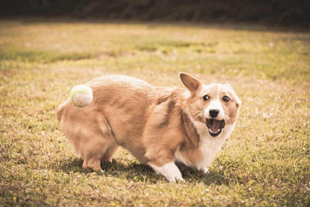 How Much Does a Corgi Dog Cost? Best 7 Expert Tips!