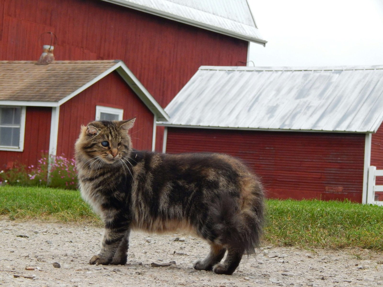 Why Is My Cats Tail Swollen at the Base? Best 7 Tips!