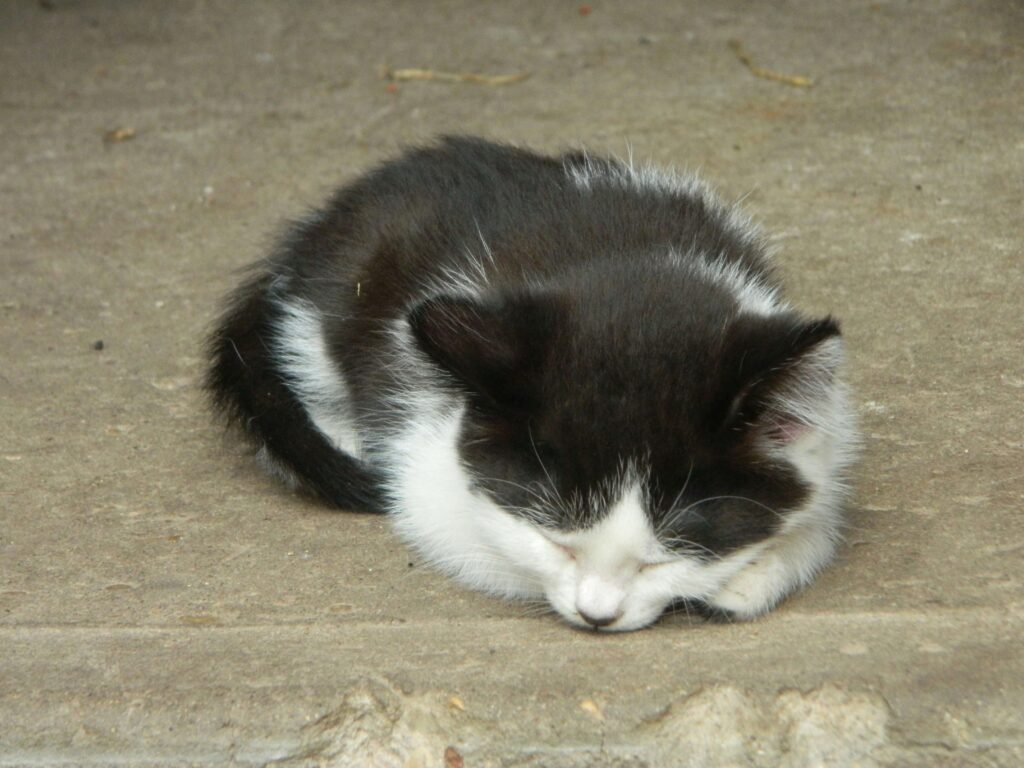 How to Collect a Urine Sample from Your Cat: Best 7 Tips!