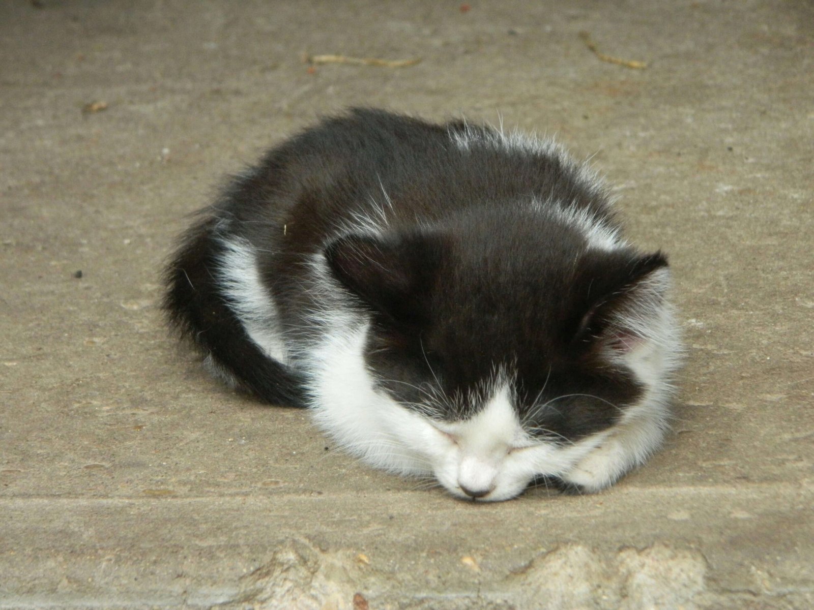 How to Collect a Urine Sample from Your Cat: Best 7 Tips!