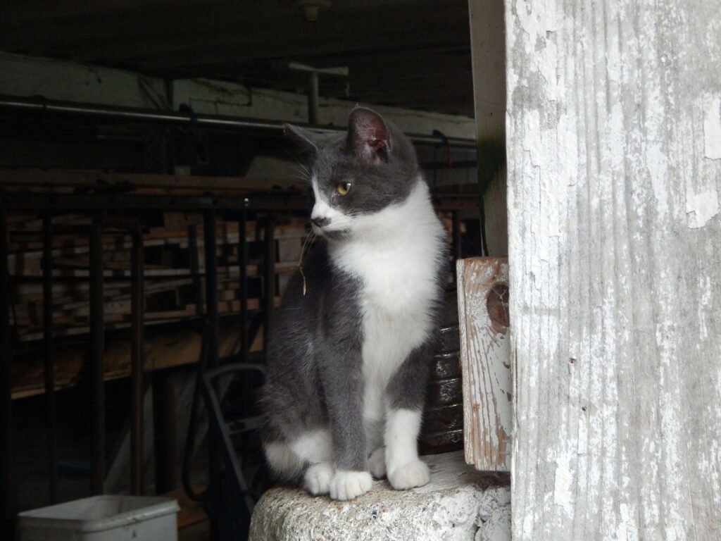 The Difference Between Kitten and Cat Food: Best 7 Tips!