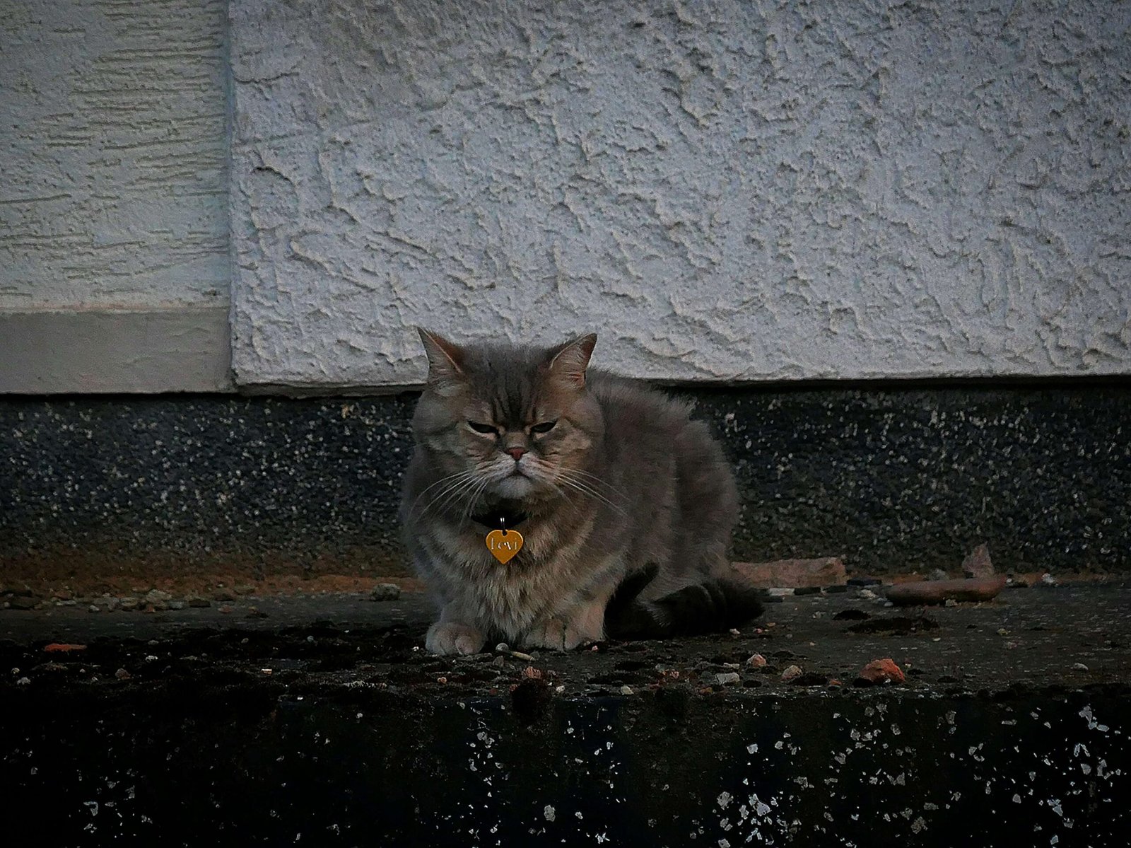 Understanding Cat Pooping Blood: Best 7 Health Tips!