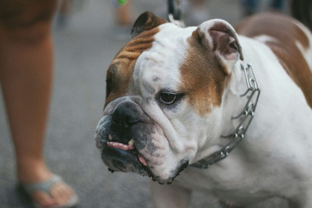 Understanding Dog Asthma: Best 7 Expert Tips!