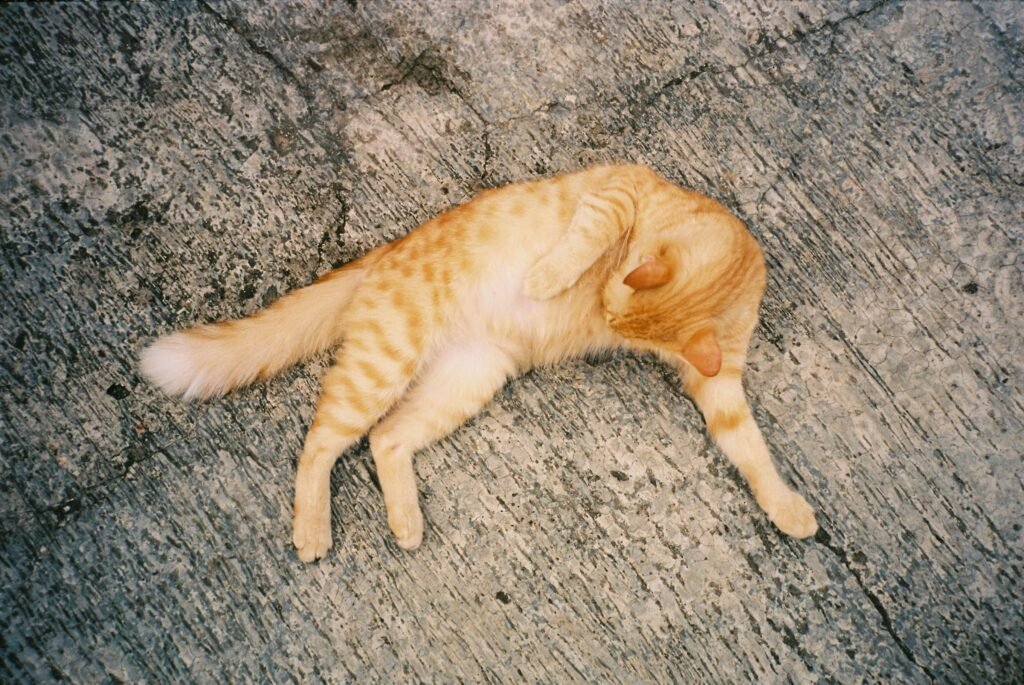Why Does My Cat Put His Butt in My Face? Best 7 Tips!