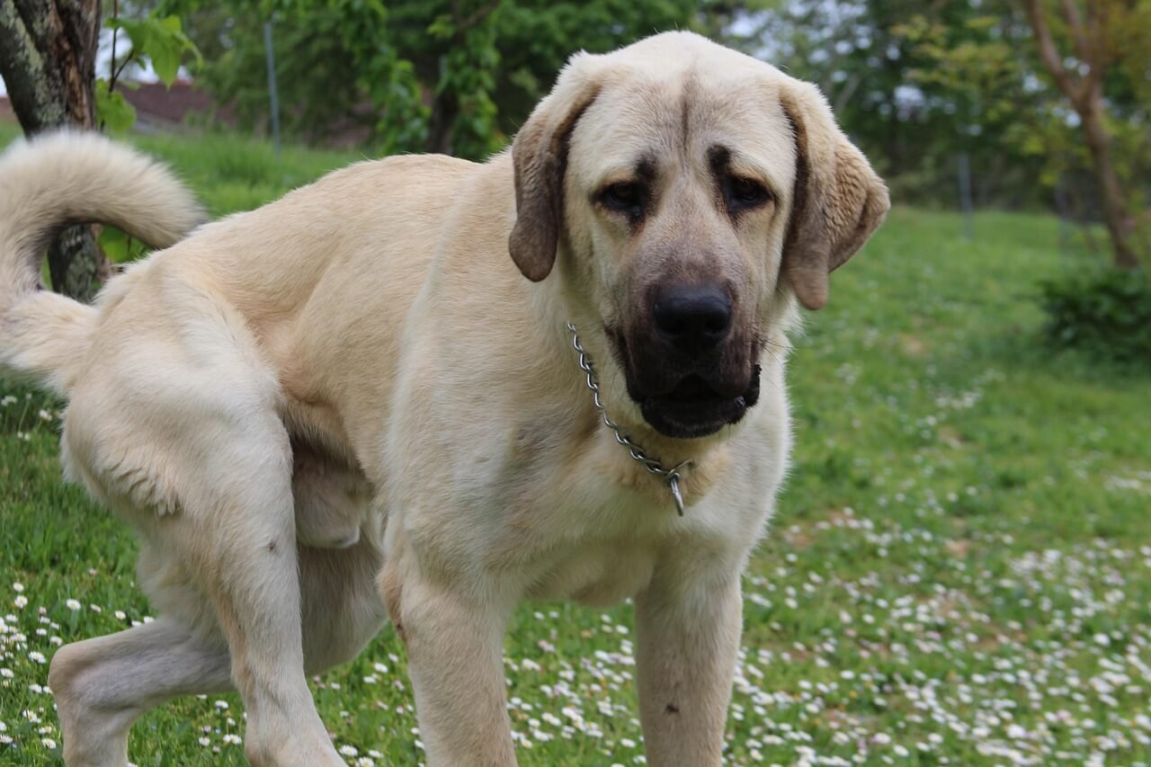 Kangal Dog Price: Best 7 Expert Tips!