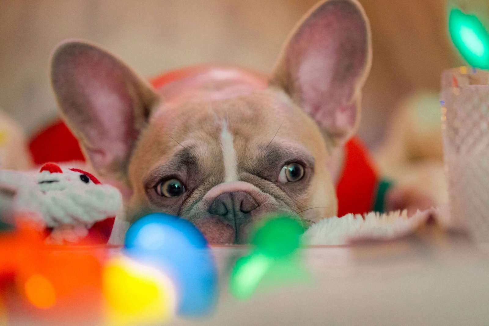 Understanding Trichoepithelioma in Dogs: Best 7 Expert Tips!