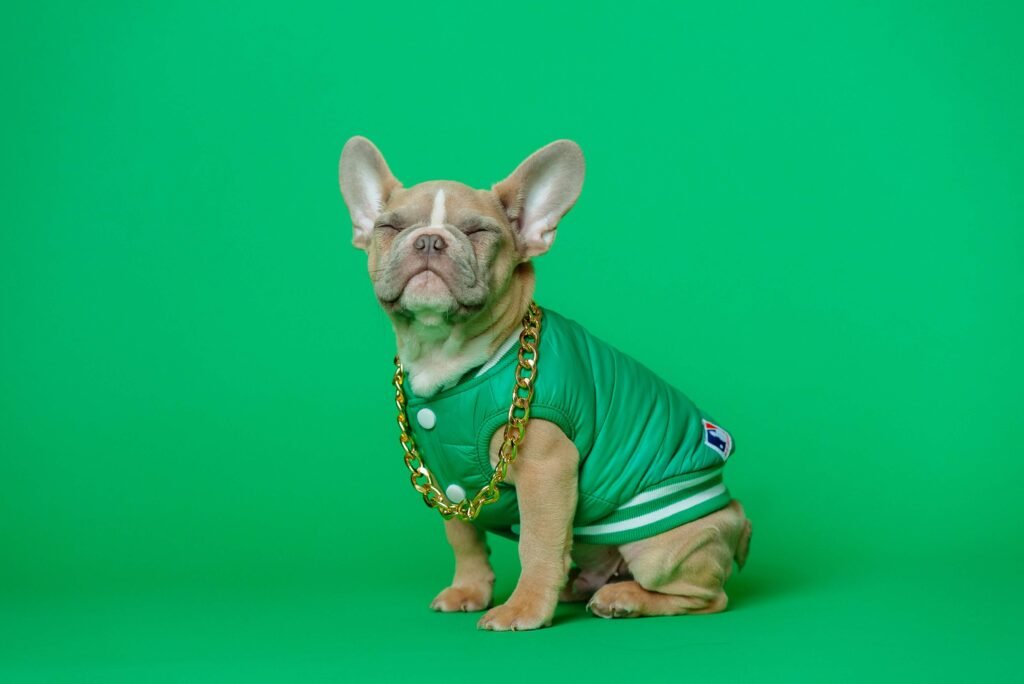 How Do I Know If My Dog Is Cold? Best 7 Expert Tips!