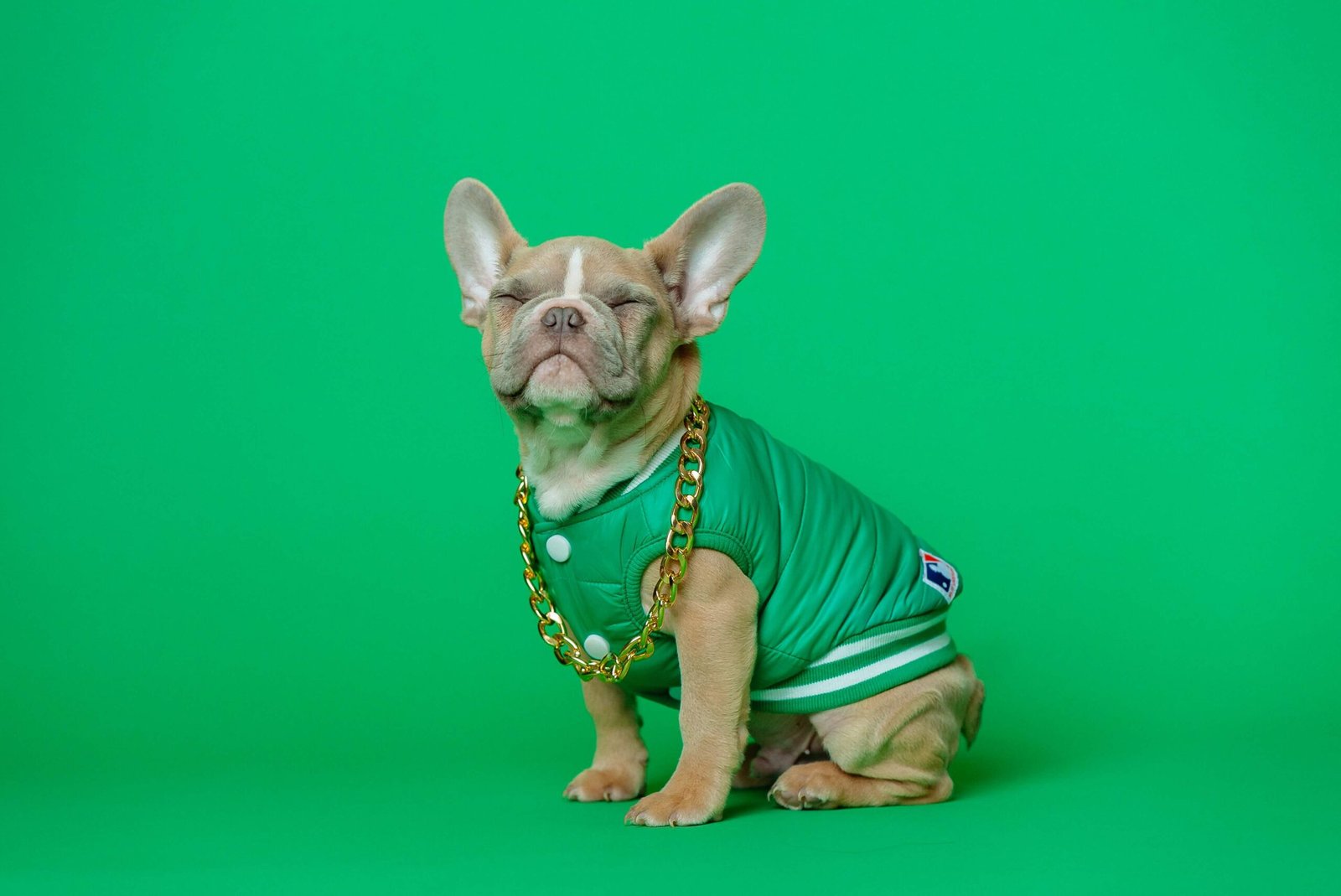 How Do I Know If My Dog Is Cold? Best 7 Expert Tips!