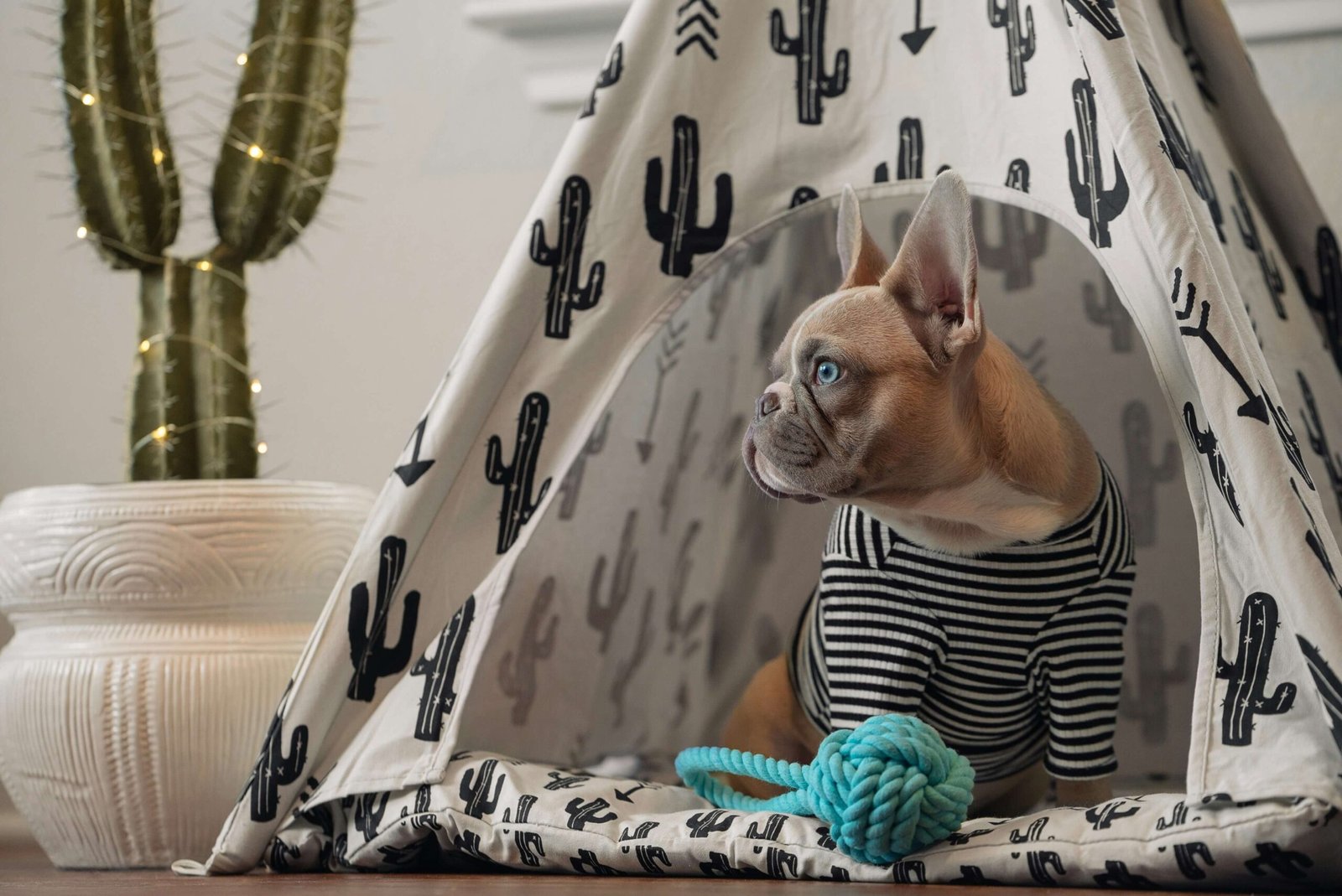 Dog Paw Pad Peeling: Best 7 Health Tips!
