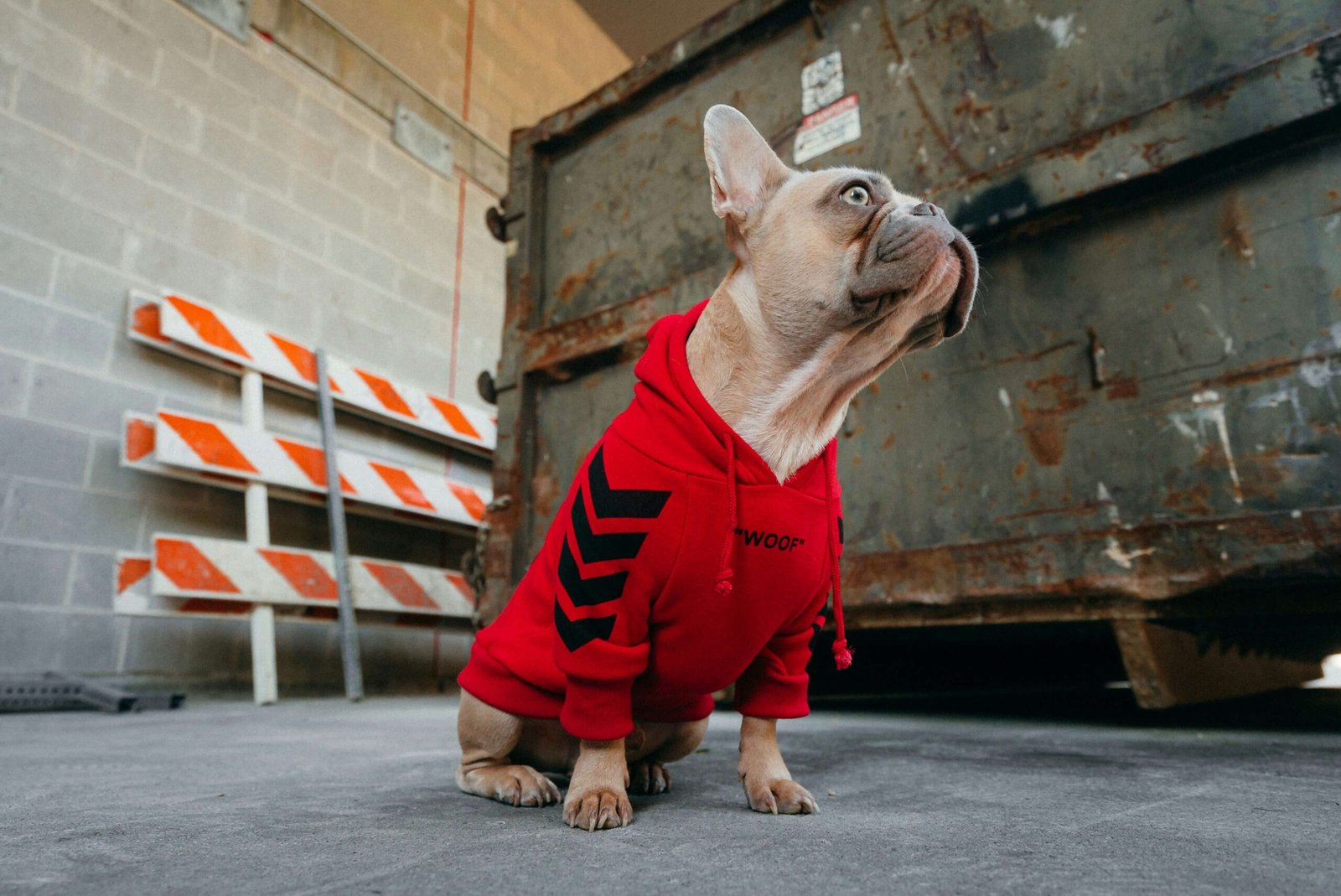 Can Dogs Eat Nectarines? Best 7 Expert Tips!