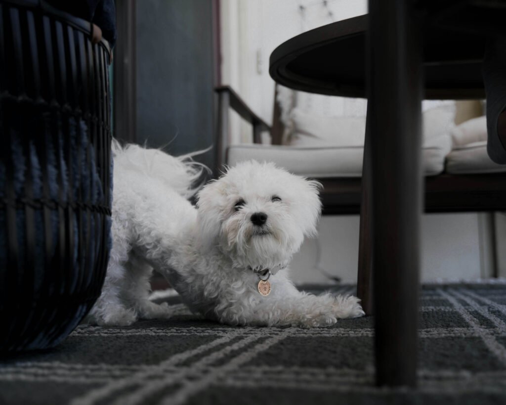 Why Does My Dog Stretch So Much? Best 7 Behavior Tips!