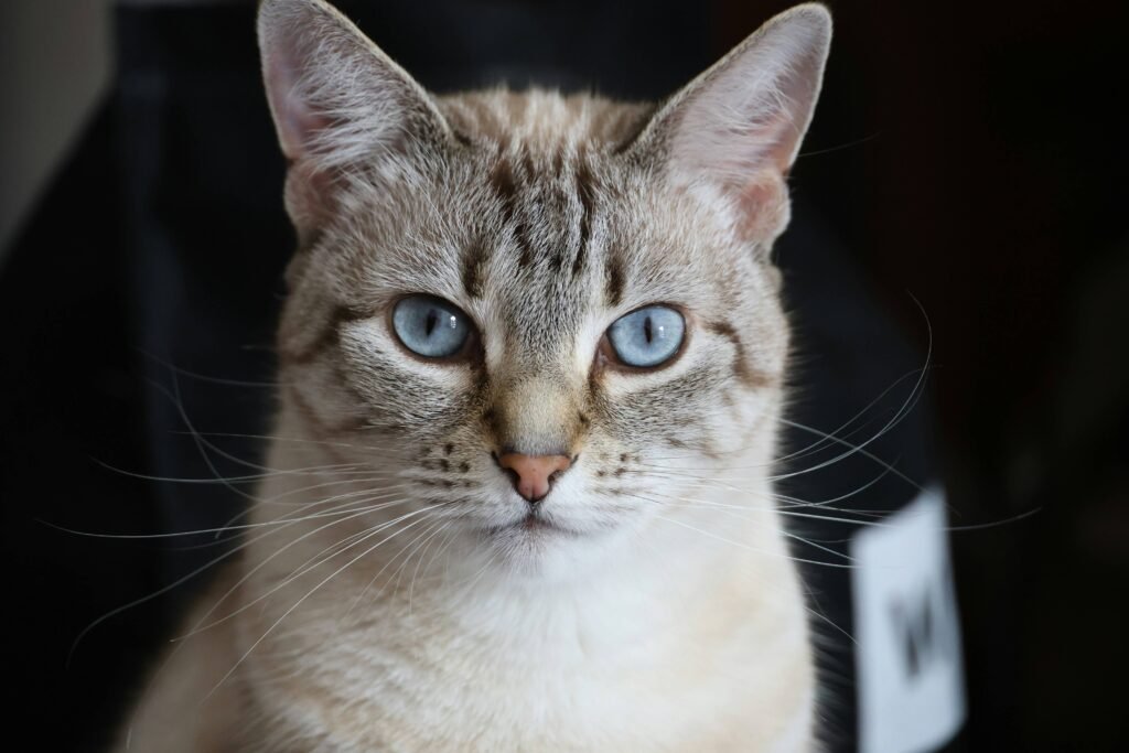 Do Cats Bleed When in Heat? Best 7 Expert Tips!