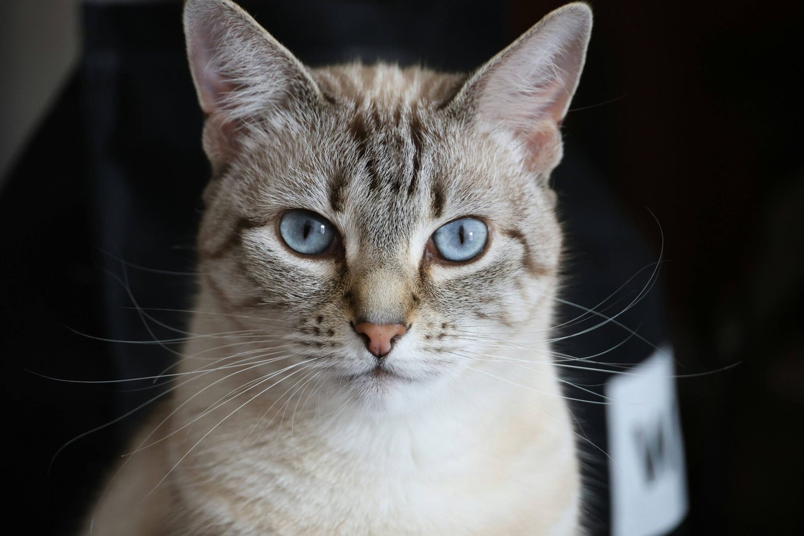 Do Cats Bleed When in Heat? Best 7 Expert Tips!