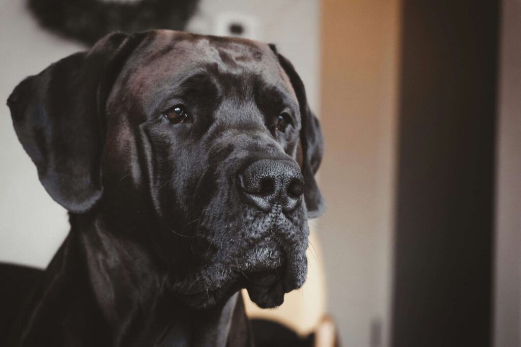 Mastiff Dog Price: Best 7 Expert Tips!