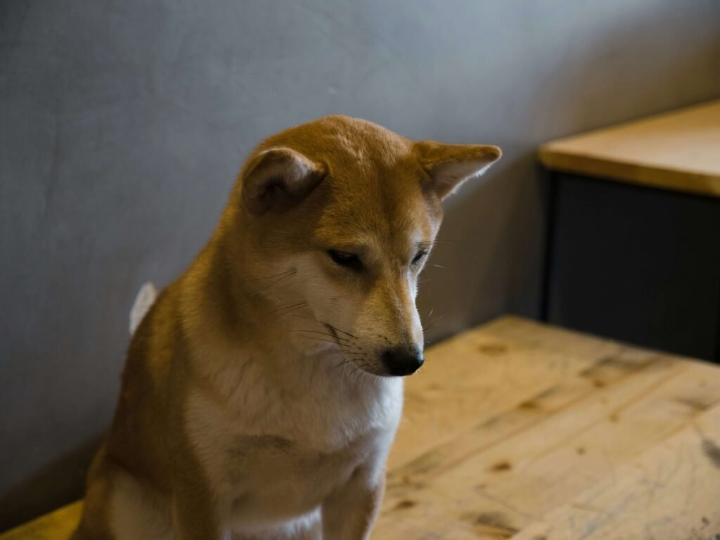 How to Teach a Dog to Shake: Best 7 Expert Tips!