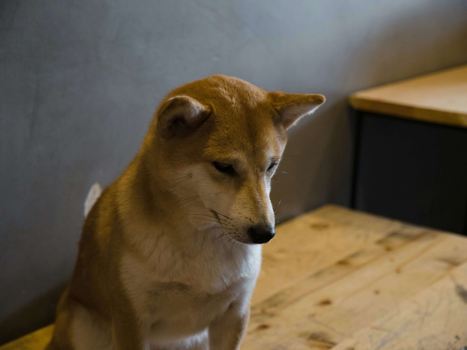 How to Teach a Dog to Shake: Best 7 Expert Tips!