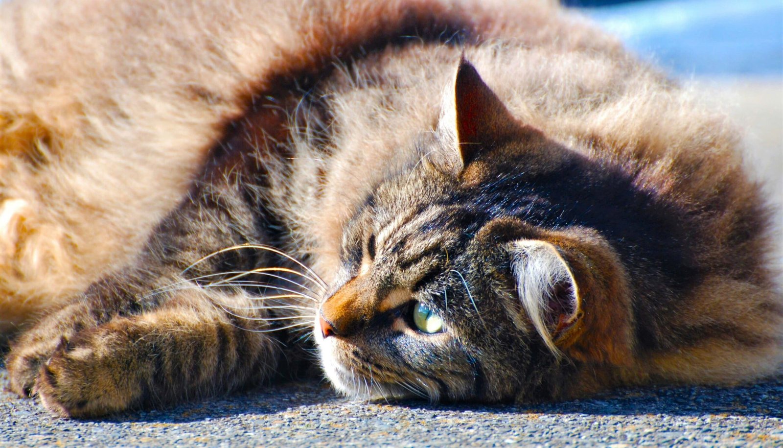 Cat Reflexes: Best 7 Expert Tips!