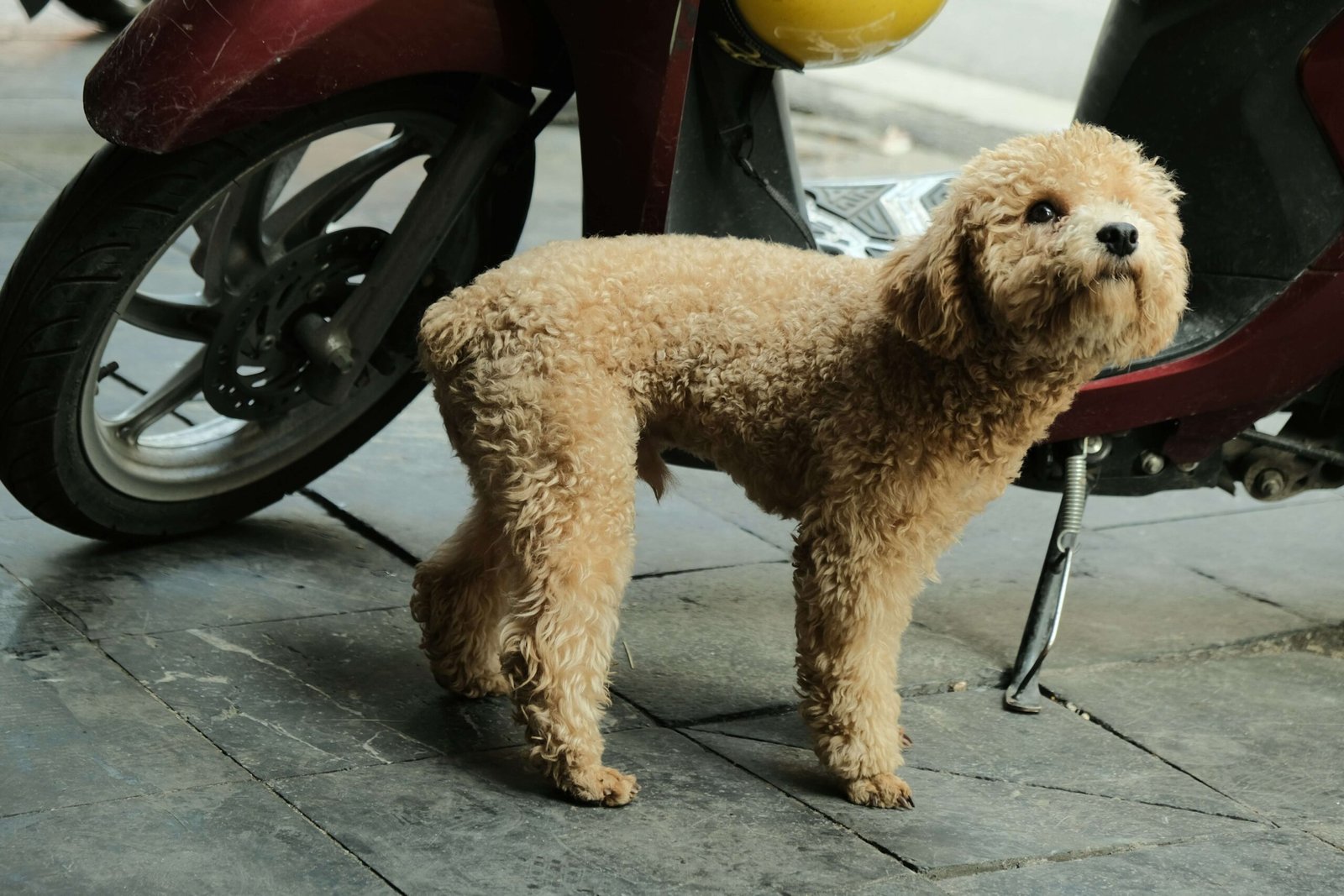 Teaching Your Dog to Spin: Best 7 Training Tips!