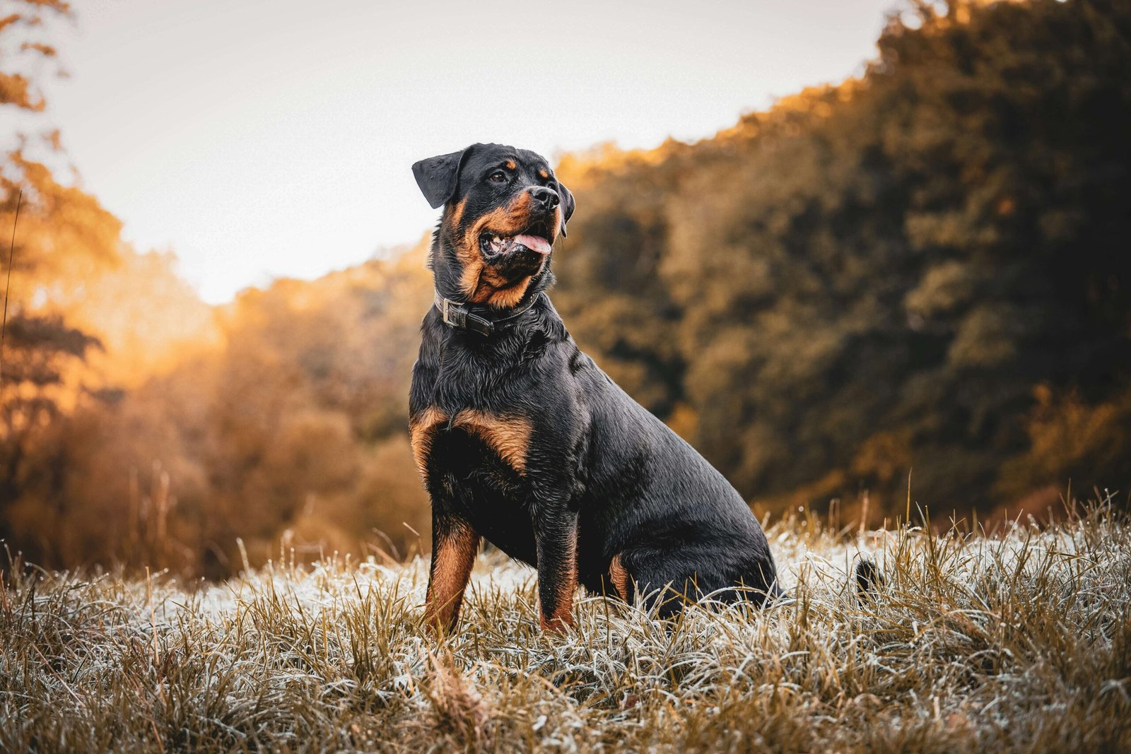 The Best Dog Food for Rottweilers: Best 7 Expert Tips!