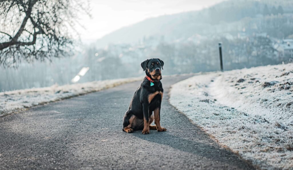 Why Do Dogs Love to Cuddle? Best 7 Behavior Tips!