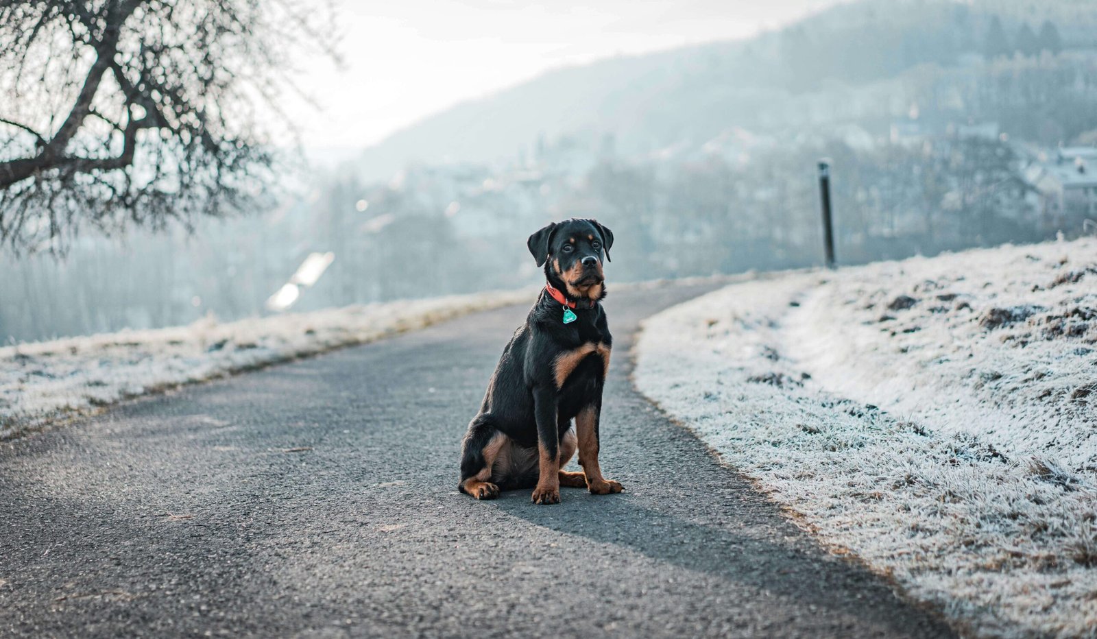 Why Do Dogs Love to Cuddle? Best 7 Behavior Tips!