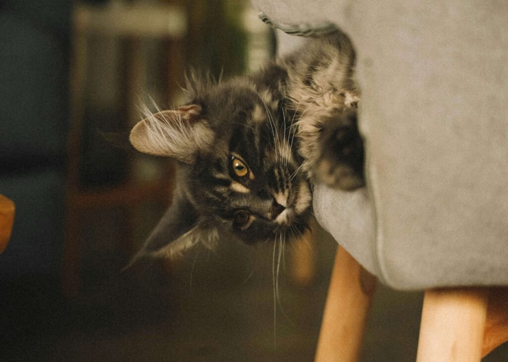 What to Do If a Cat Sneezed in Your Face: Best 7 Tips!