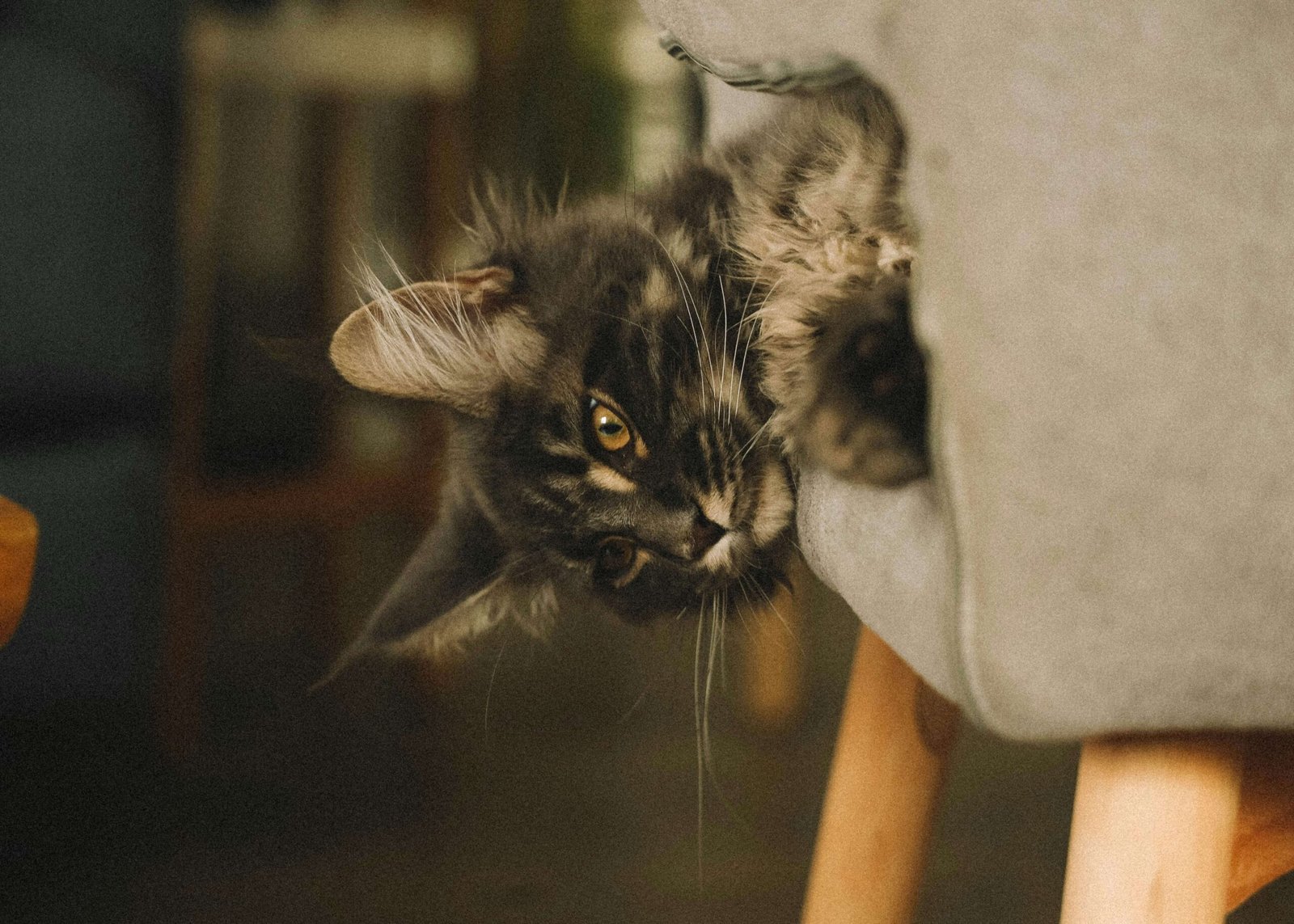 What to Do If a Cat Sneezed in Your Face: Best 7 Tips!