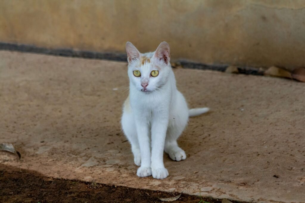 Why Is My Cat Crying Tears? Best 7 Health Tips!