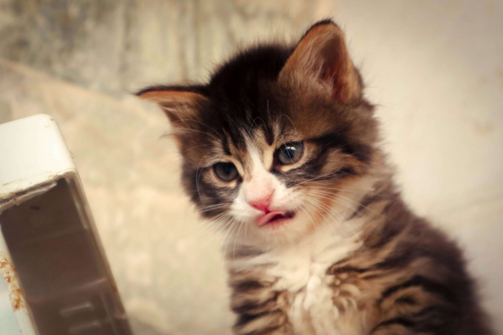 Why Does My Cat Lick My Head? Best 7 Behavior Tips!