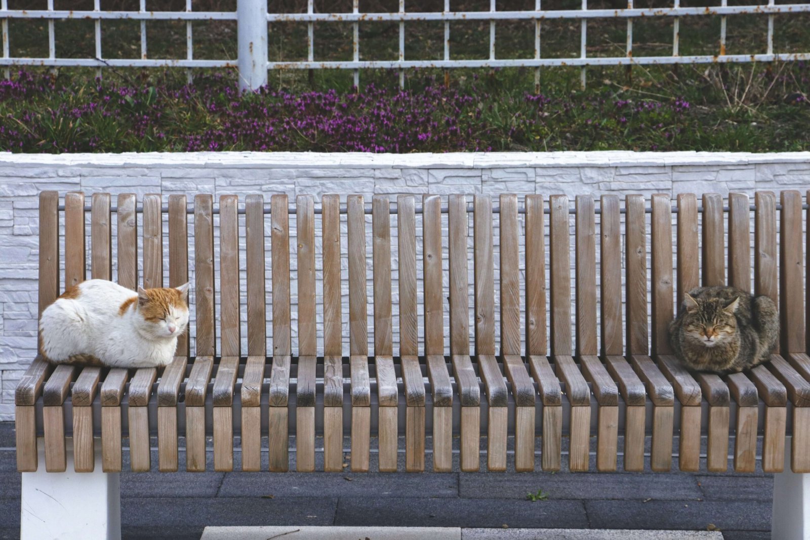 What Does It Mean When Your Cat Headbutts You? Best 7 Tips!